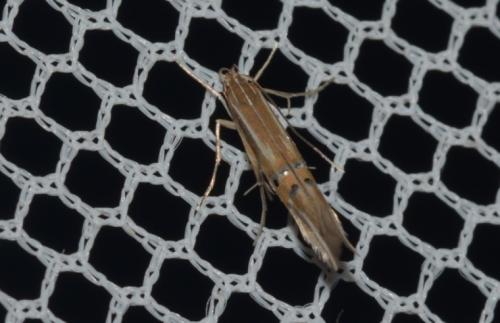 Réf. 261 463 : Cosmopterix lienigiella